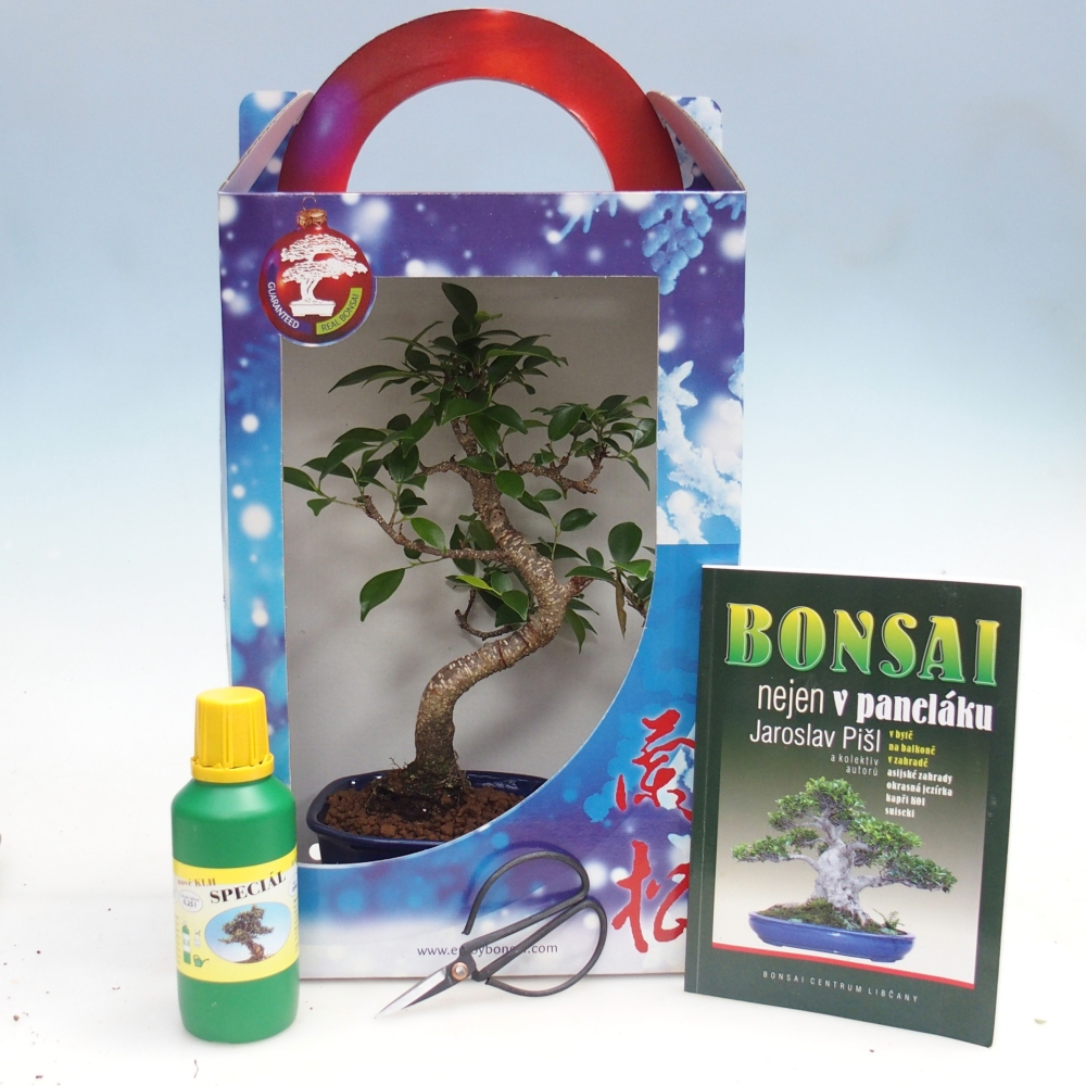 Bonsái de habitación en caja de regalo Ficus retusa - Ficus de hoja pequeña