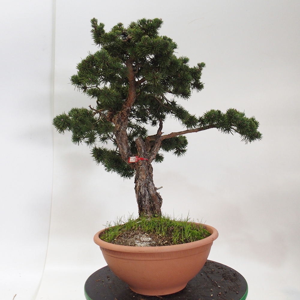 Yamadori - Pinus sylvestris España