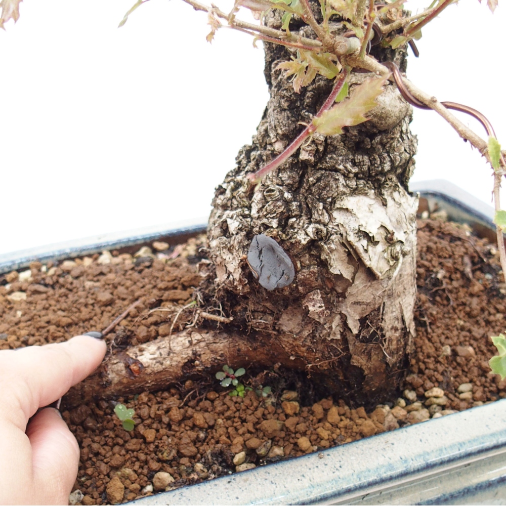 Yamadori - Quercus Ilex - Acebo de encina