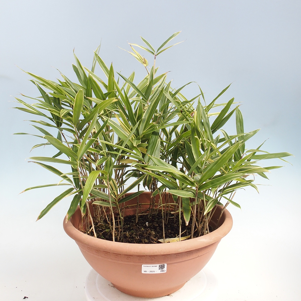 Bonsái de exterior - Sasaella masamuneana Albostriata - Bambú