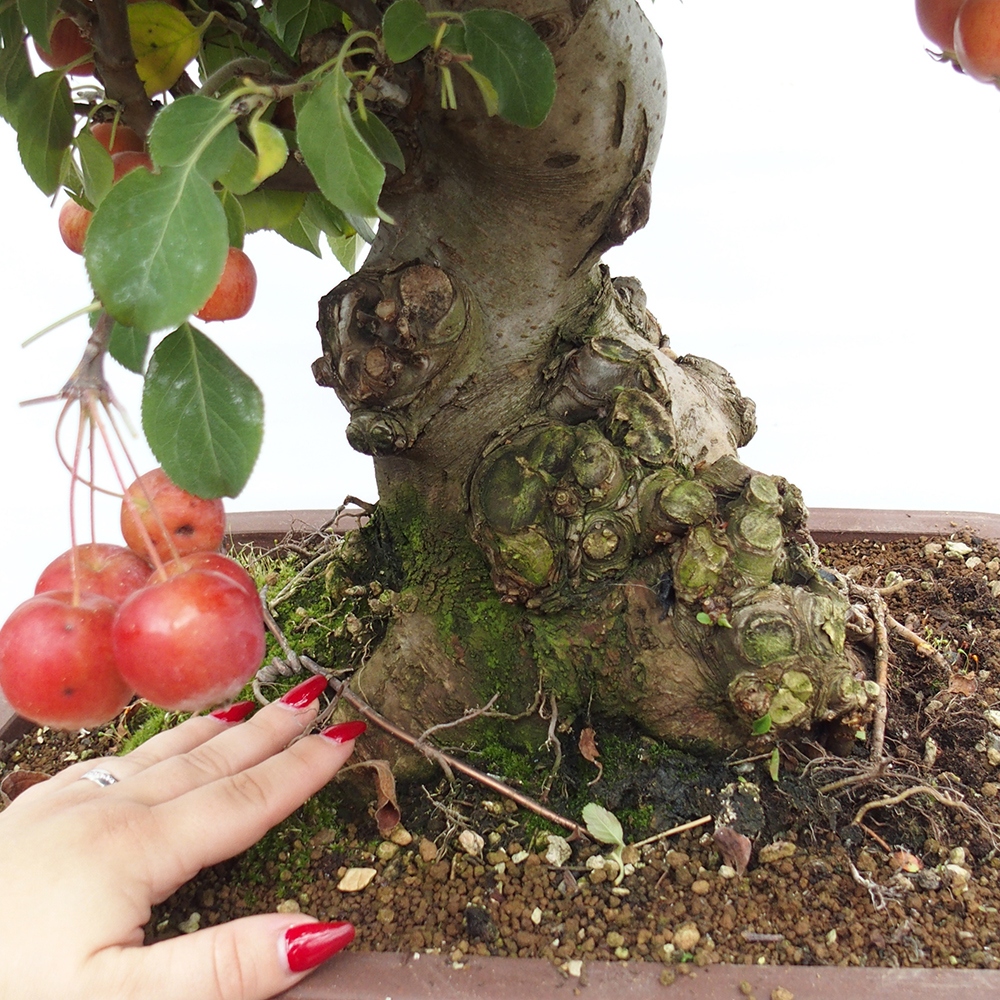 Bonsái de exterior -Malus halliana - Manzano de fruto pequeño