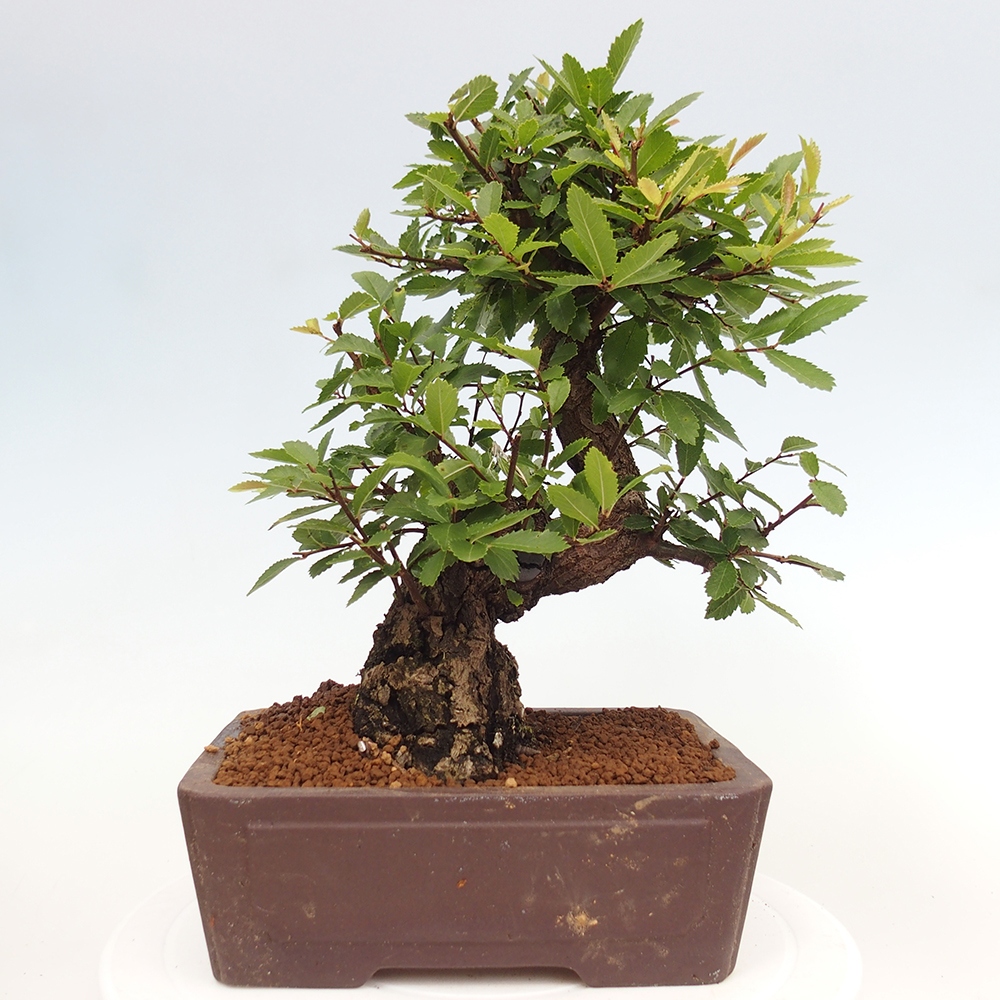 Bonsai de exterior - Zelkova - Zelkova NIRE