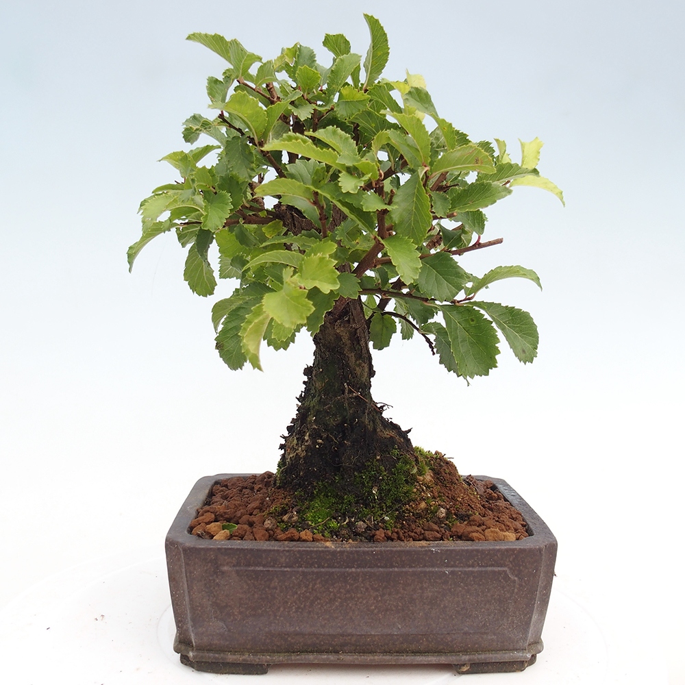 Bonsai de exterior - Zelkova - Zelkova NIRE