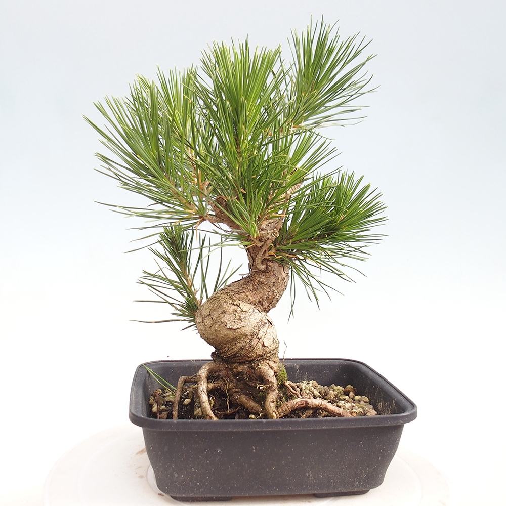 Bonsái de exterior - Pinus thunbergii - Pino Thunberg