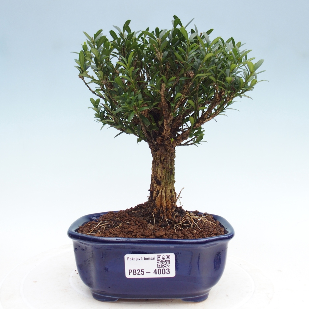 Bonsái de habitación - Buxus harlandii - buxus de corcho