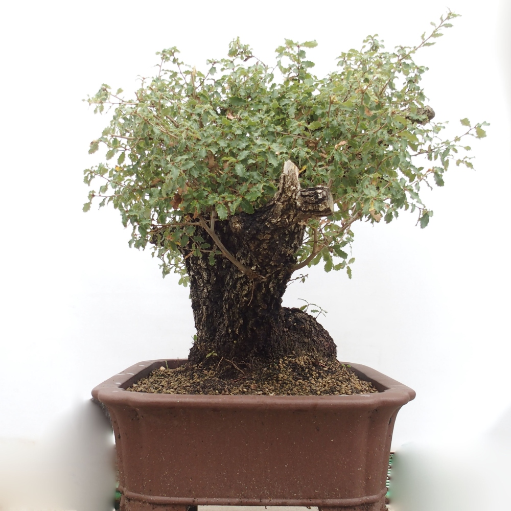 Yamadori - Quercus Ilex - Acebo de encina