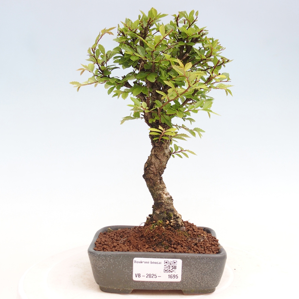 Bonsai de exterior - Zelkova - Zelkova NIRE