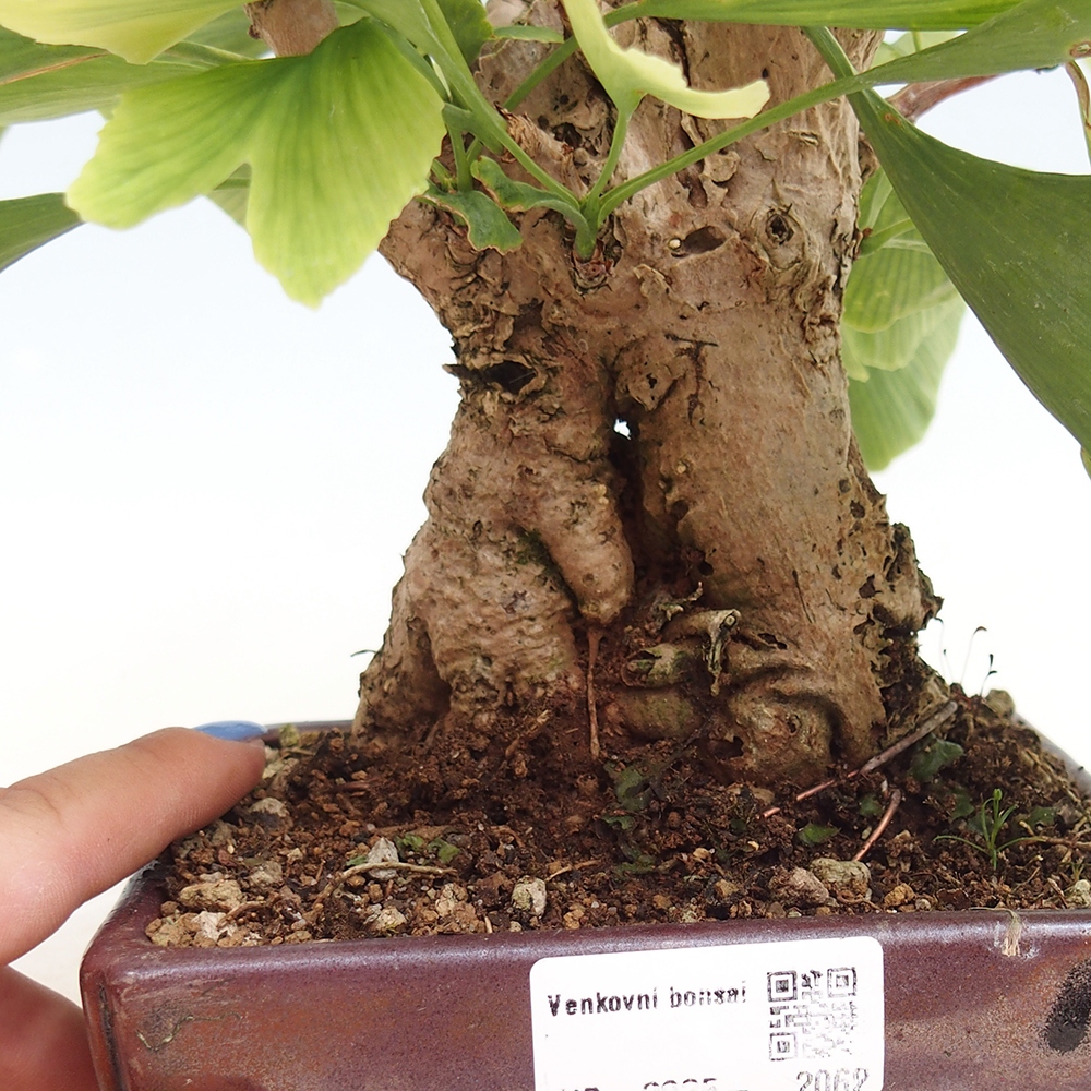 Bonsai de exterior - Ginkgo biloba - Ginkgo biloba