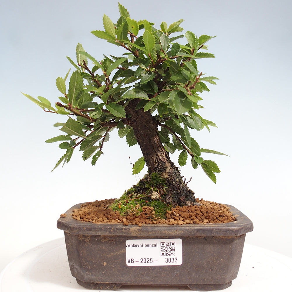 Bonsai de exterior - Zelkova - Zelkova NIRE