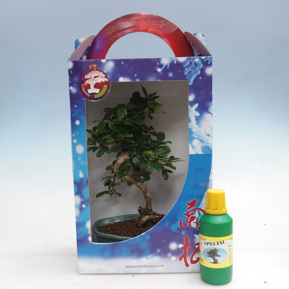 Bonsái de habitación en caja de regalo Carmona microphylla - Tea fuki