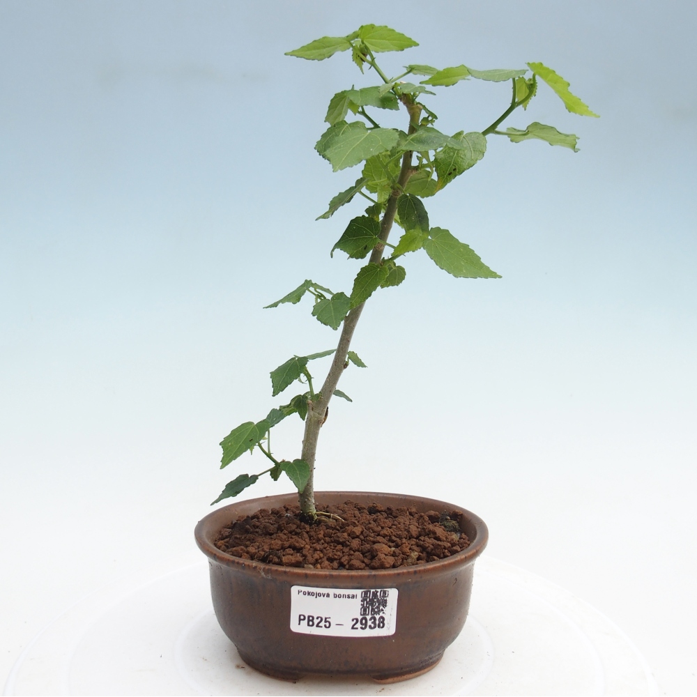 Bonsái de interior - Malvaviscus arboreus