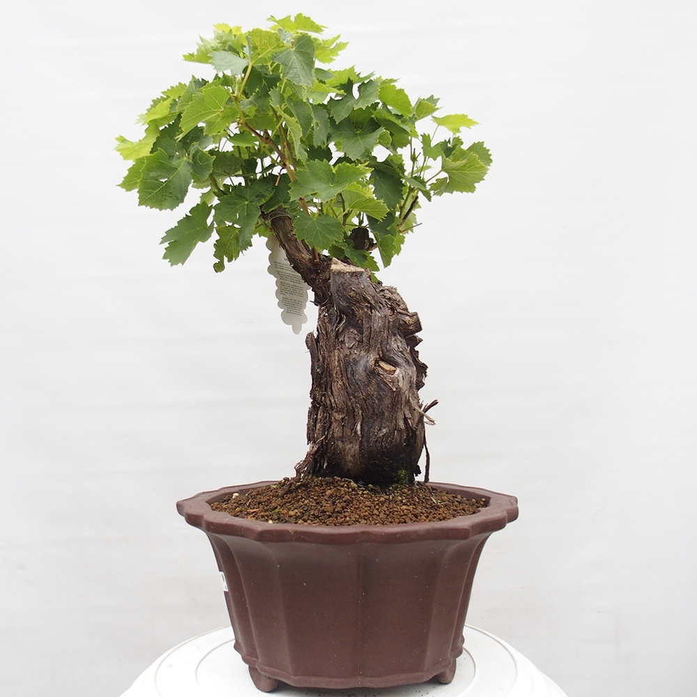 Bonsai de exterior - Vitis vinnifera MUSKAT ITALIA - Enredaderas