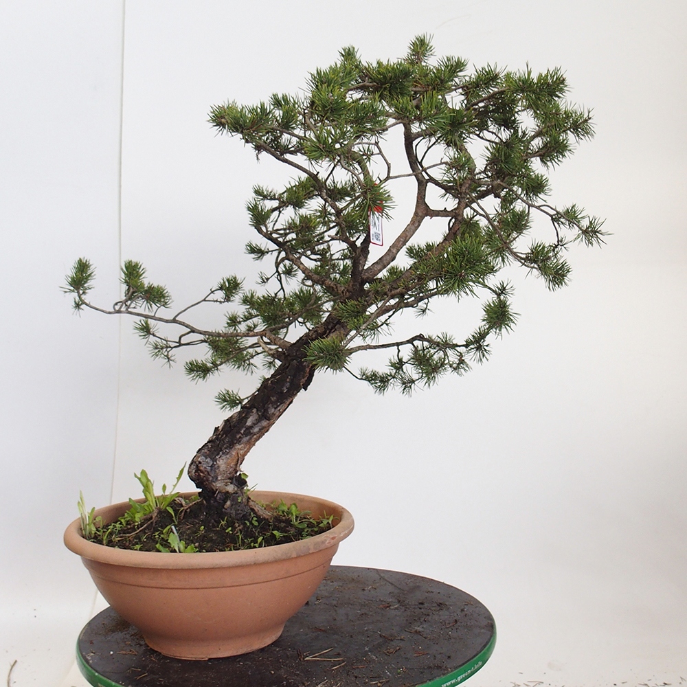 Yamadori - Pinus sylvestris España