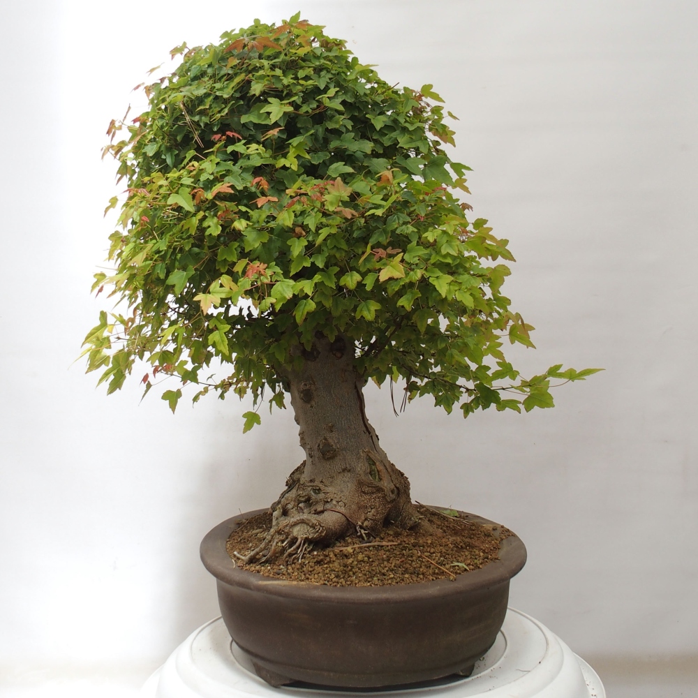 Bonsai de exterior - Acer Buergerianum - Arce hamburgués