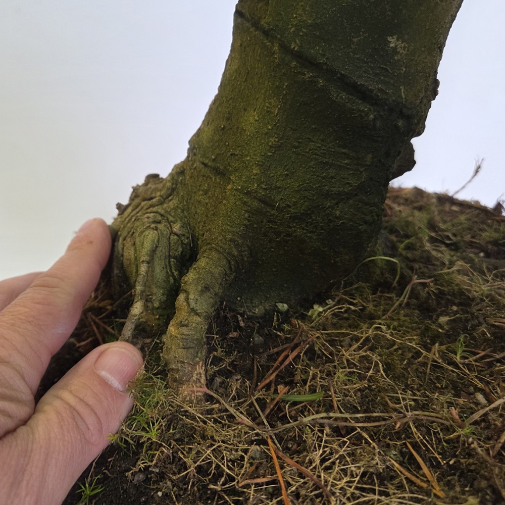 Bonsái de exterior - magnolia - Šácholan