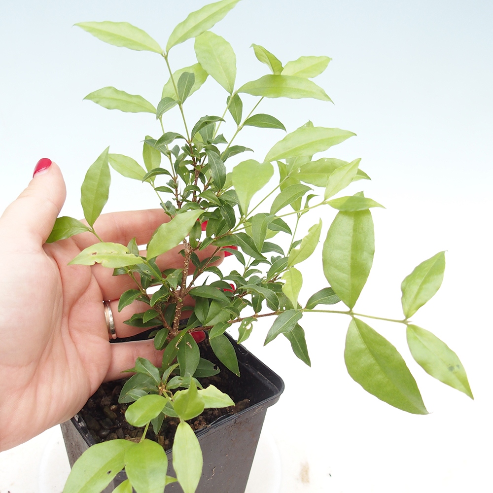 Bonsái de habitación - Malpighia coccigera- Cerezo Barbdor en contenedor