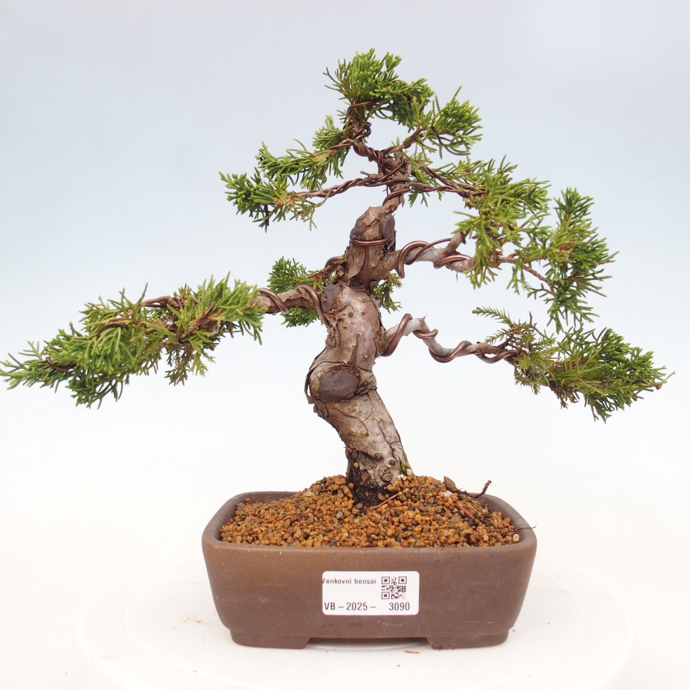Bonsái de exterior - Juniperus chinensis Itoigawa