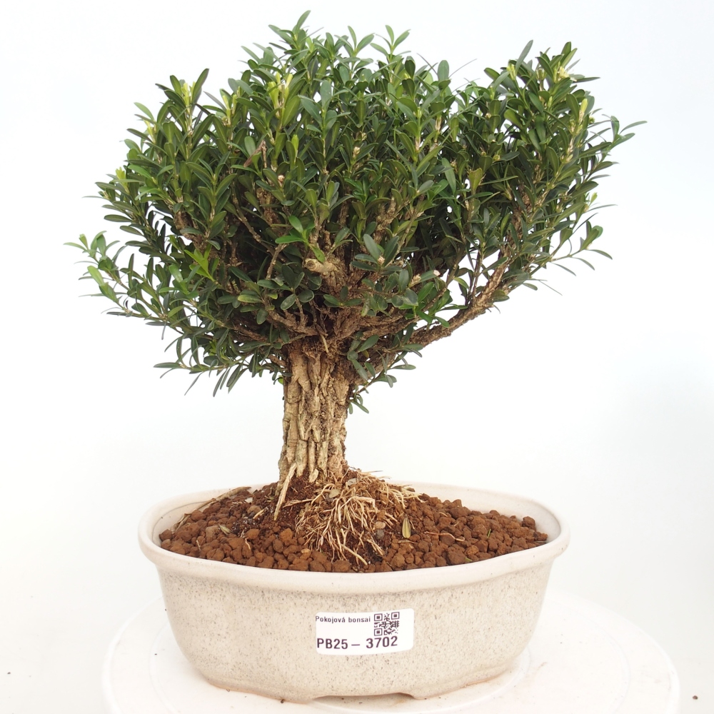 Bonsái de habitación - Buxus harlandii - buxus de corcho