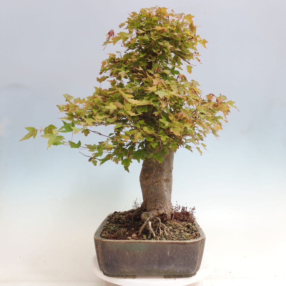 Bonsai de exterior - Acer Buergerianum - Arce hamburgués
