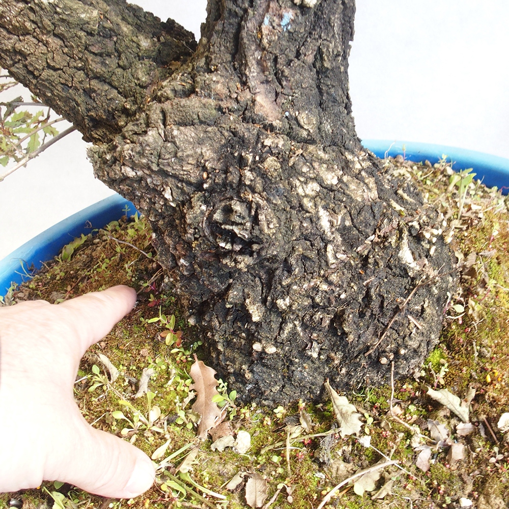 Bonsái de exterior Quercus Cerris - Roble Cer