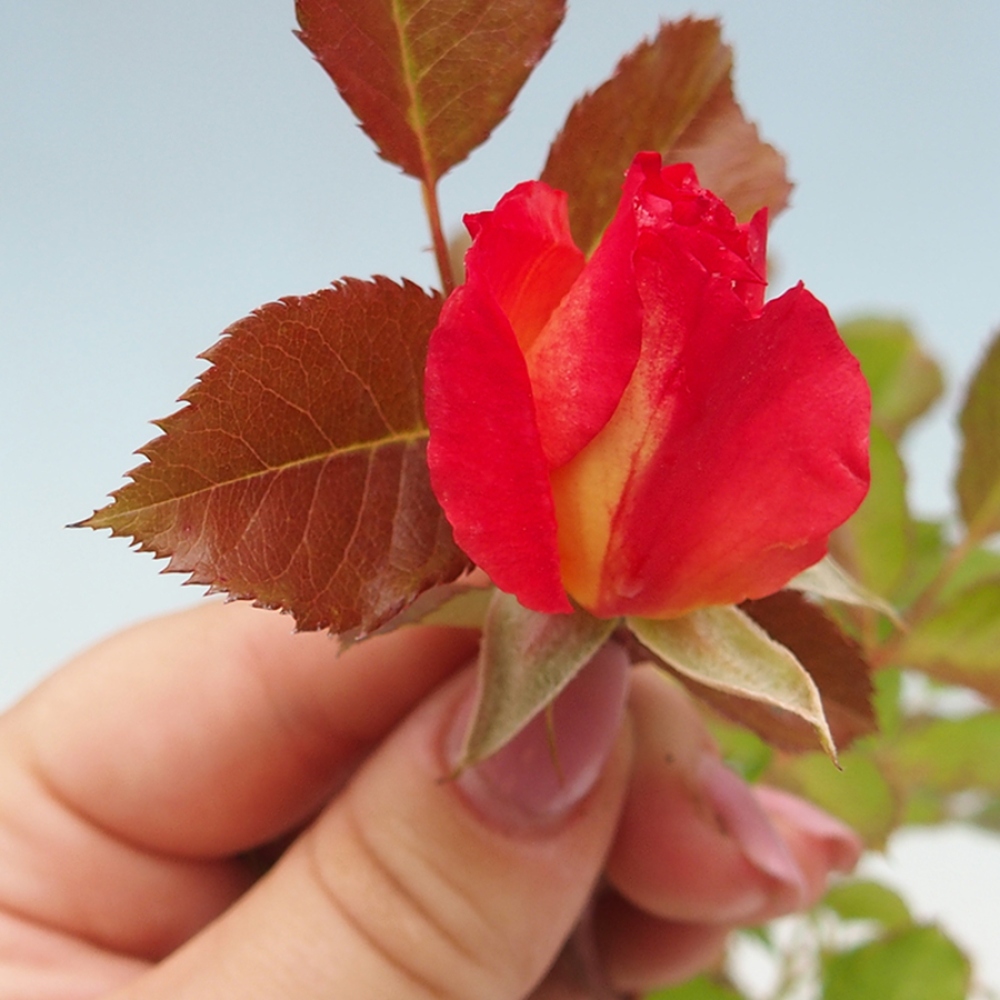 Bonsái de exterior - Rosa Kordes - rosa