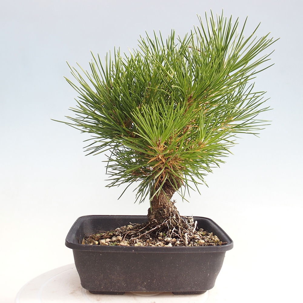 Bonsái de exterior - Pinus thunbergii - Pino Thunberg