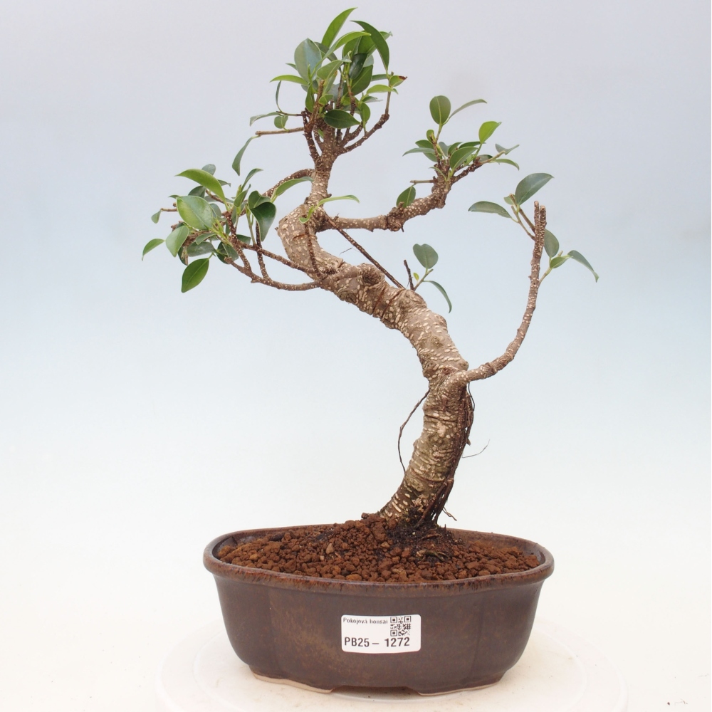 Bonsái de habitación - Ficus retusa - ficus de hoja pequeña