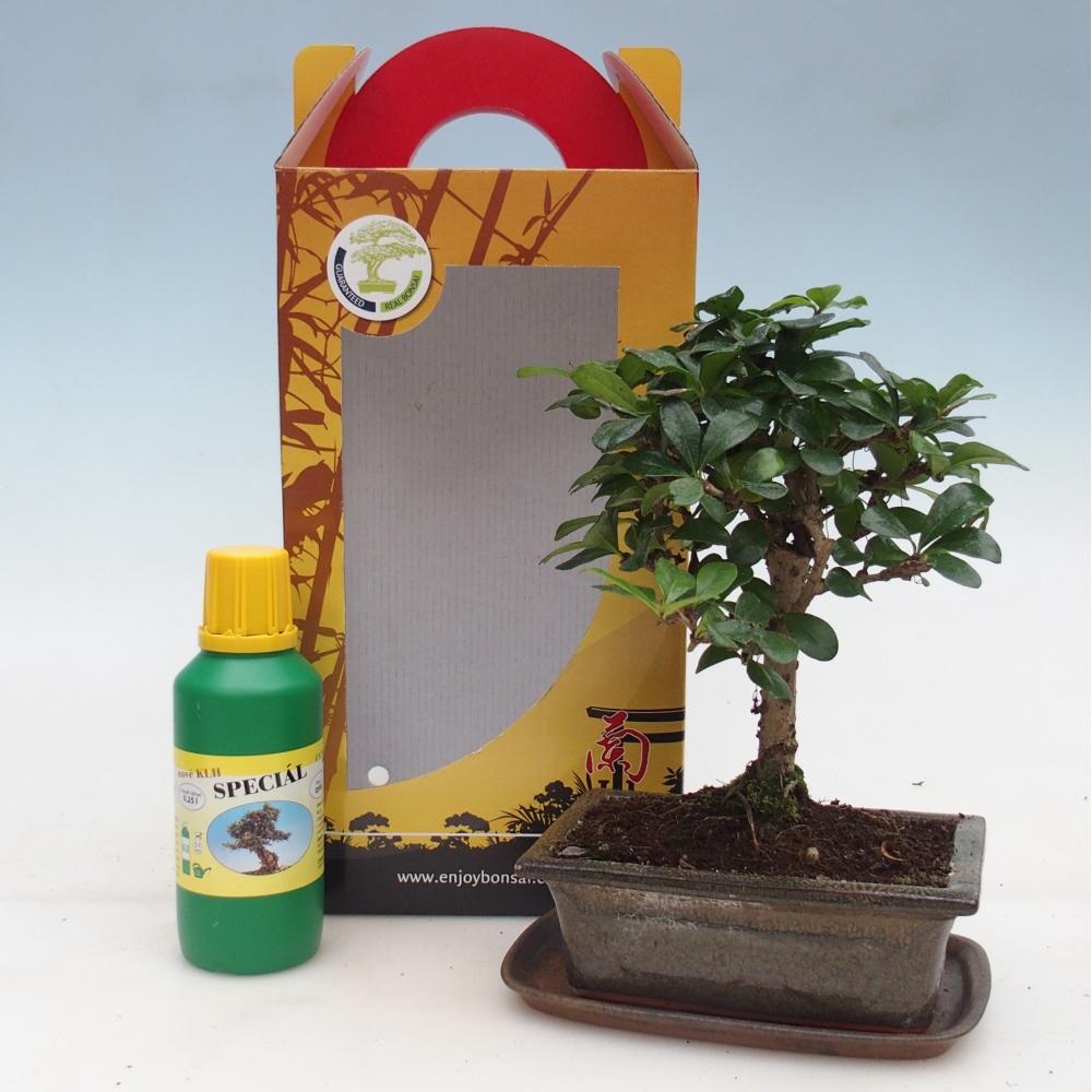 Bonsái de habitación en caja de regalo Carmona microphylla - Tea fuki