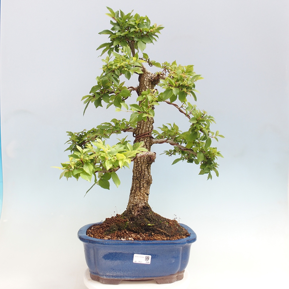 Bonsai de exterior - Zelkova - Zelkova NIRE