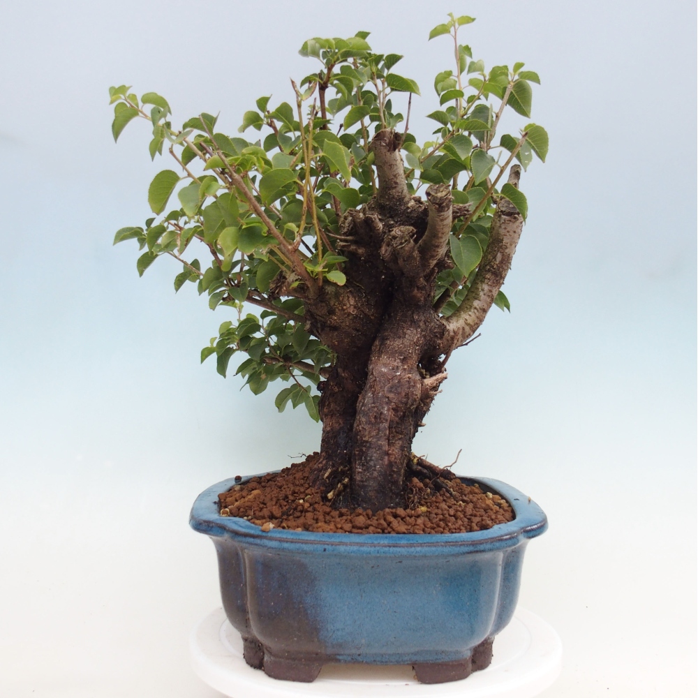 Bonsai de exterior - Mahalebka - Prunus mahaleb