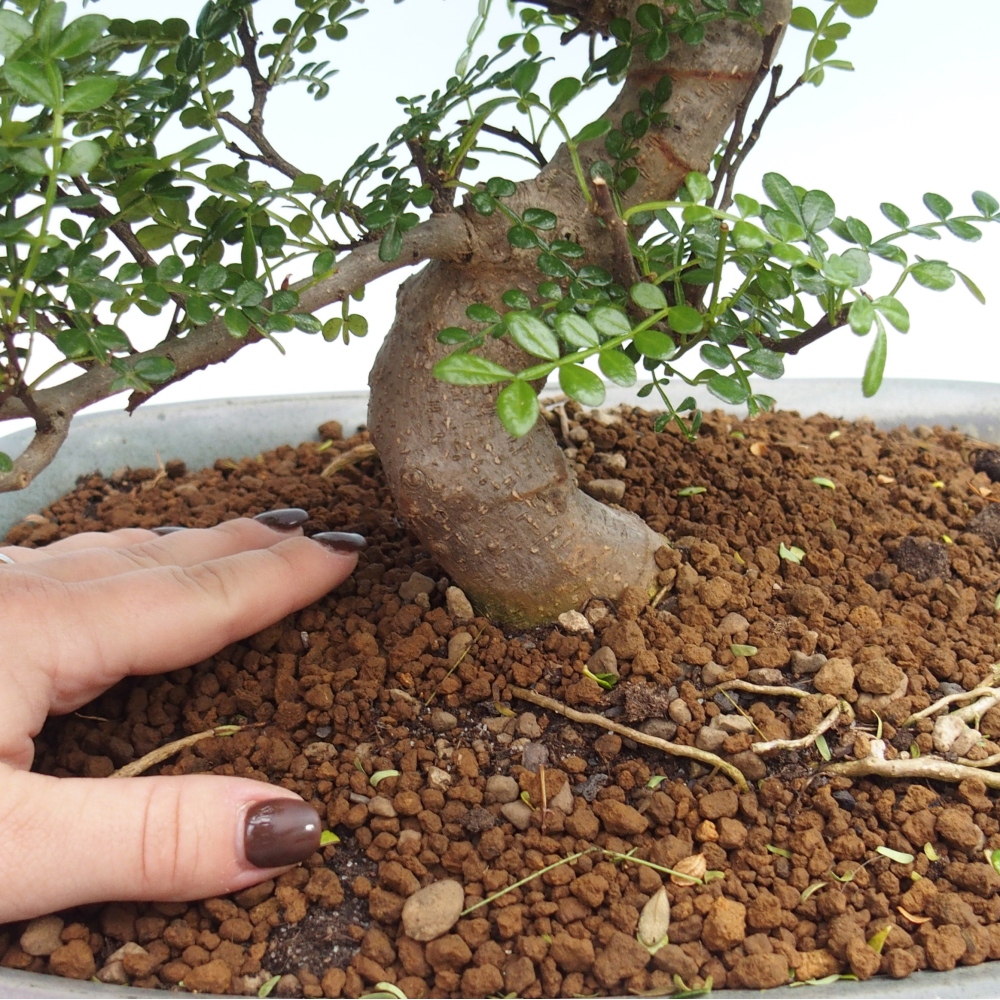 Bonsái de habitación - Zantoxylum piperitum - pimentero
