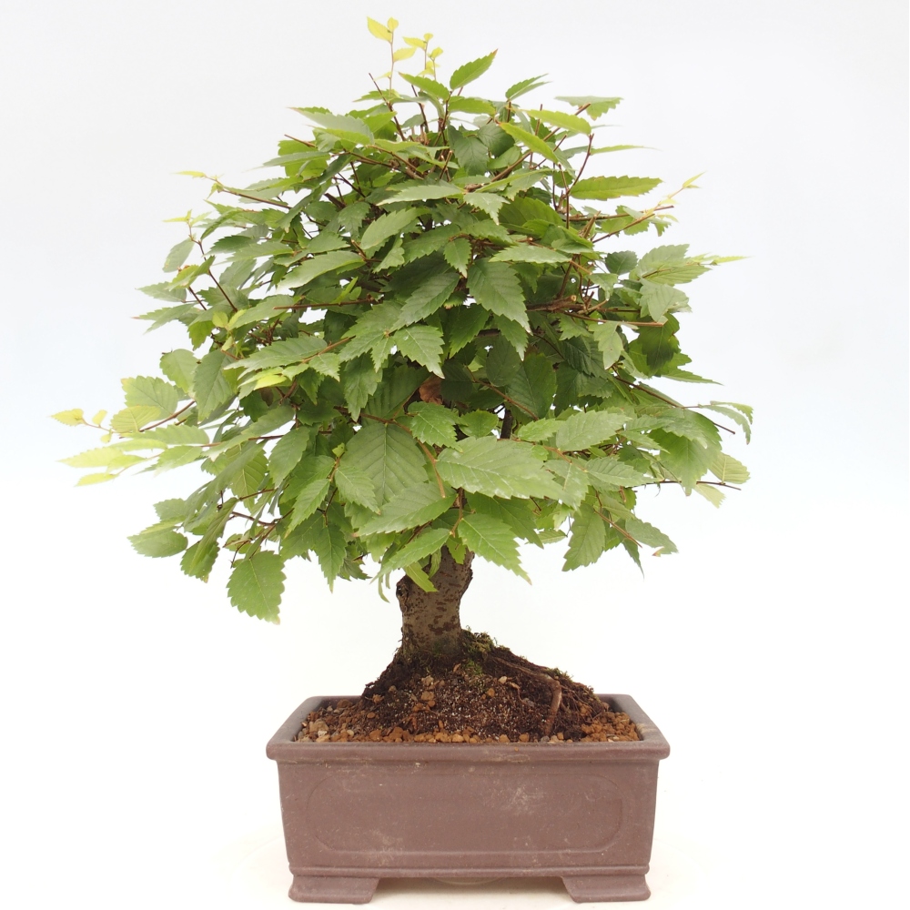 Bonsai de exterior - Zelkova - Zelkova NIRE