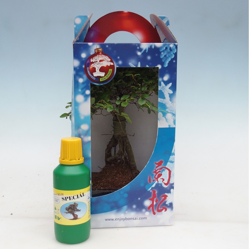 Ulmus parvifolia - Olmo chino