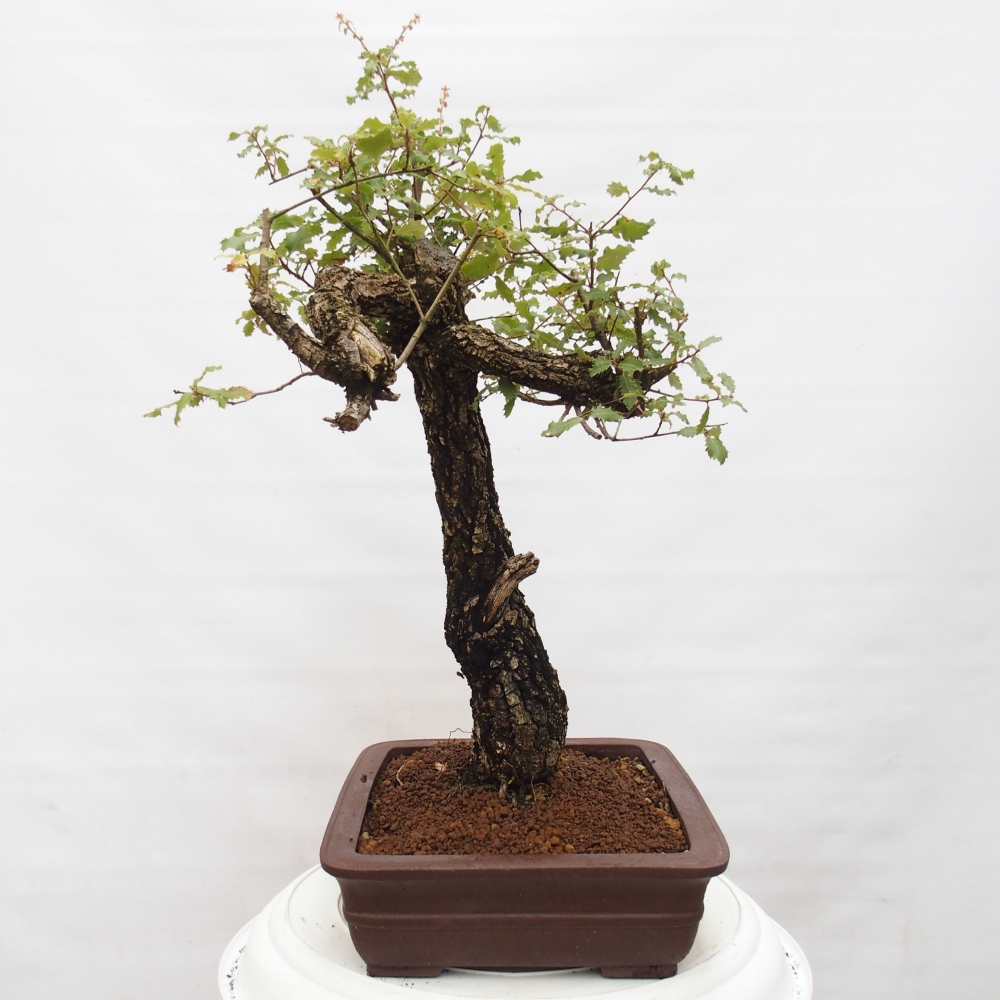 Yamadori - Quercus Ilex - Acebo de encina