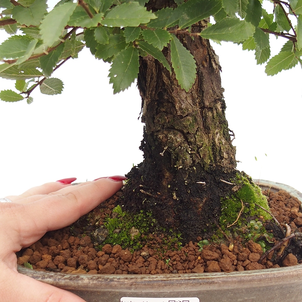 Bonsai de exterior - Zelkova - Zelkova NIRE