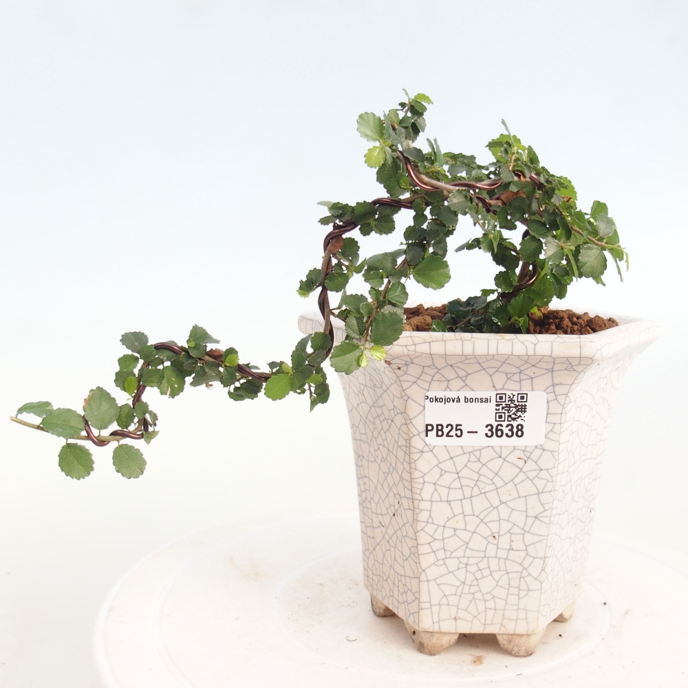 Bonsái de habitación - Grewia sp. - Grewia malafolia