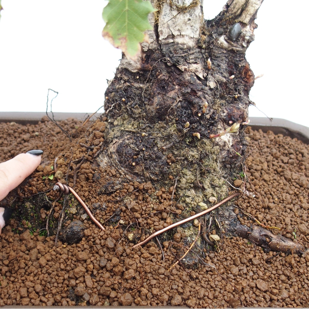 Yamadori - Quercus Ilex - Acebo de encina