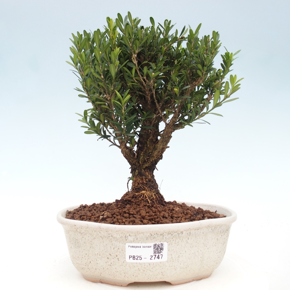 Bonsái de habitación - Buxus harlandii - buxus de corcho