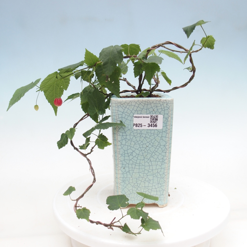 Bonsái de interior - Abutilon Big Bell - Cloudberry