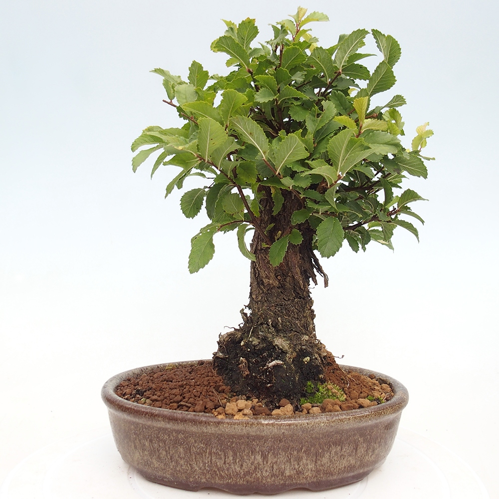 Bonsai de exterior - Zelkova - Zelkova NIRE