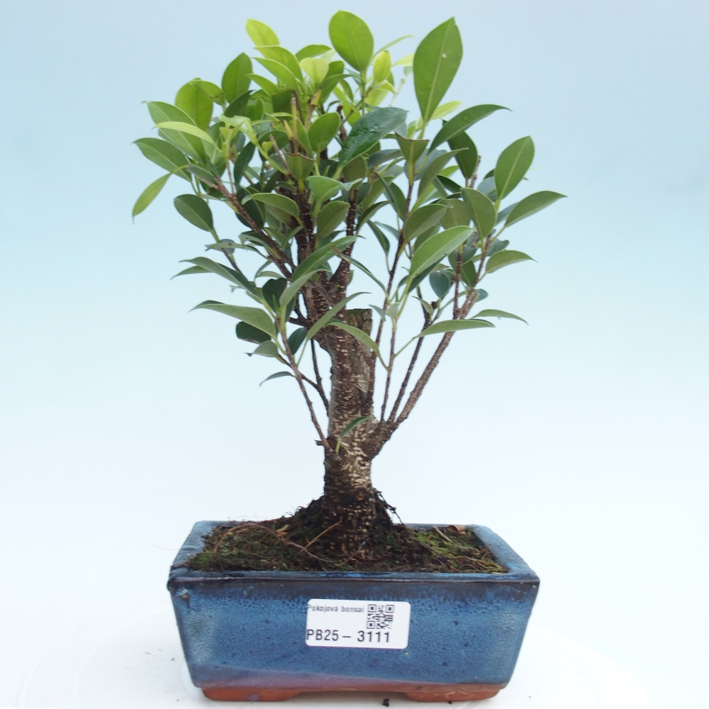 Bonsái de habitación - Ficus retusa - ficus de hoja pequeña
