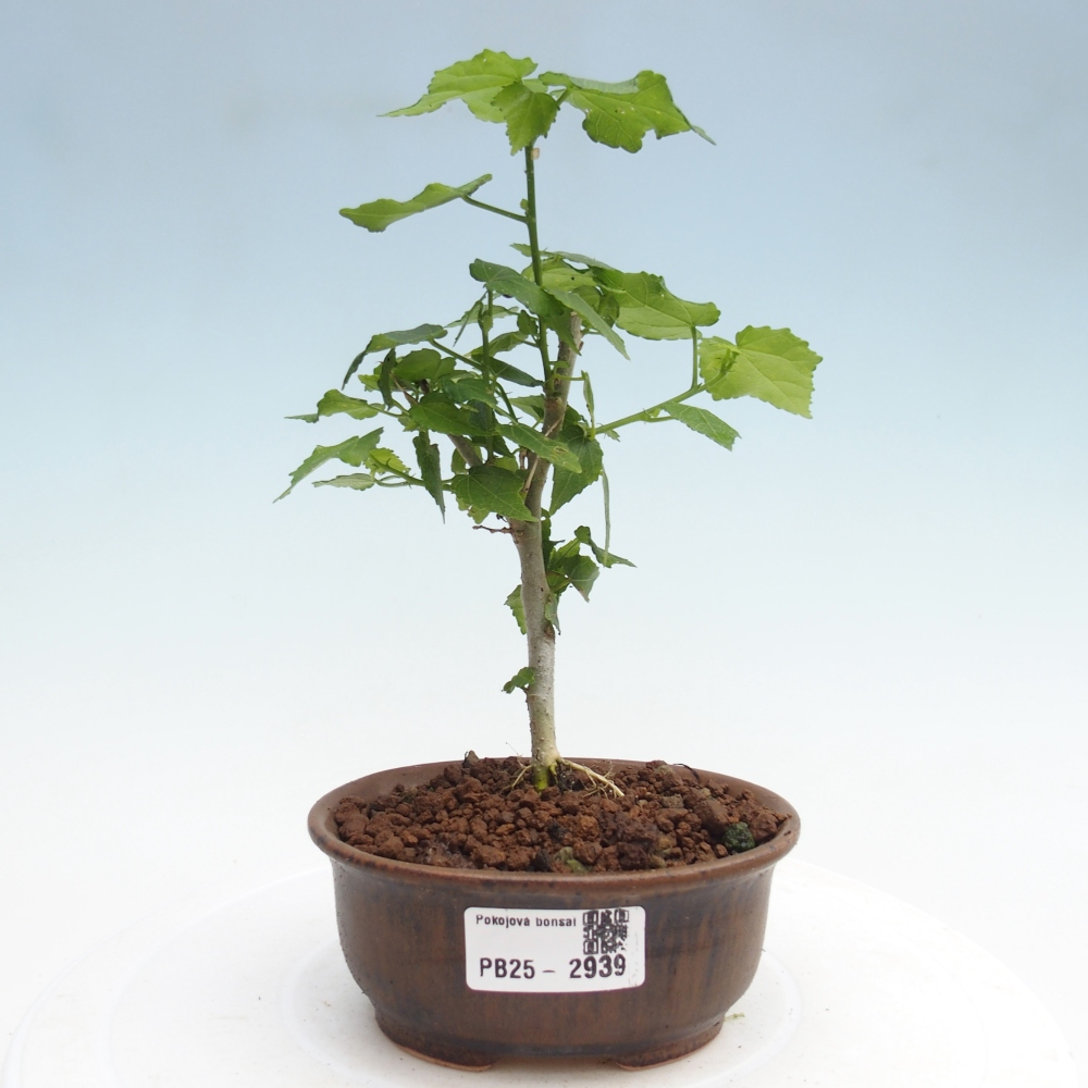 Bonsái de interior - Malvaviscus arboreus