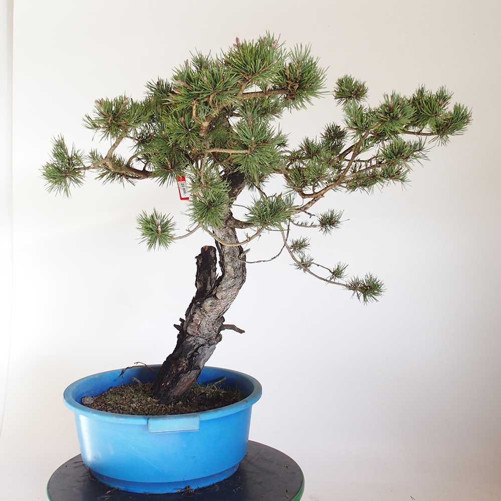 Yamadori - Pinus sylvestris España
