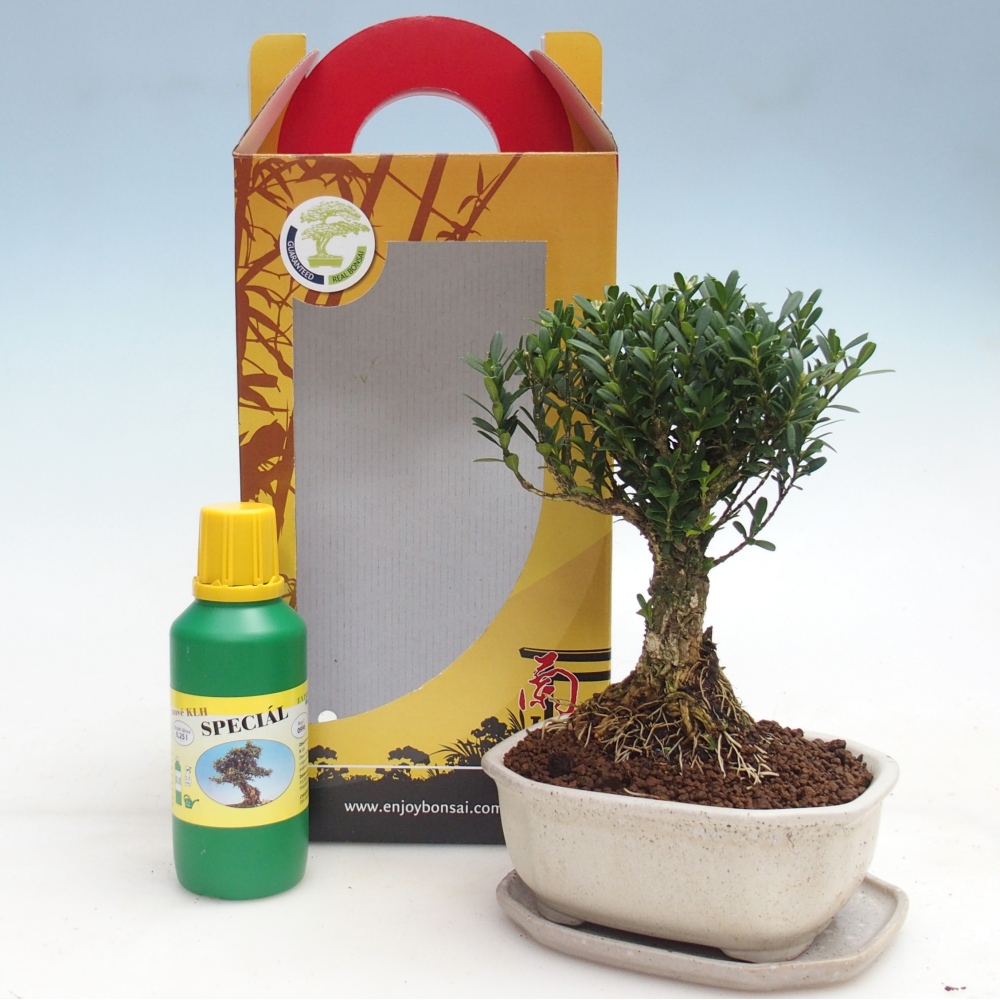 Bonsái de habitación en caja de regalo Buxus harlandii - buxus de corcho