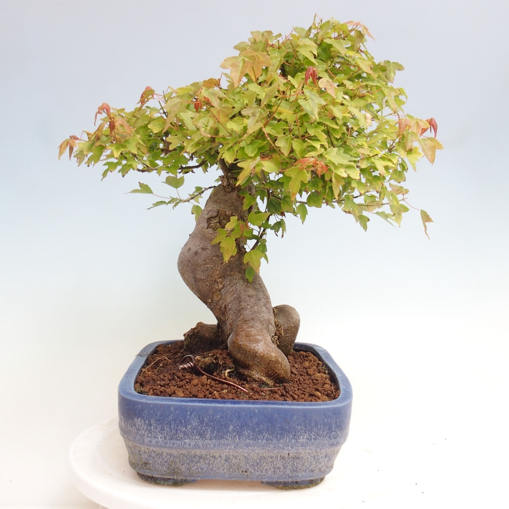 Bonsai de exterior - Acer Buergerianum - Arce hamburgués