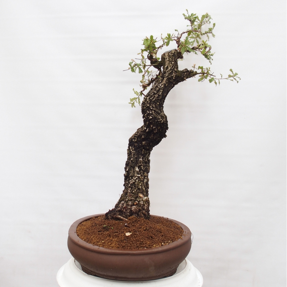 Yamadori - Quercus Ilex - Acebo de encina