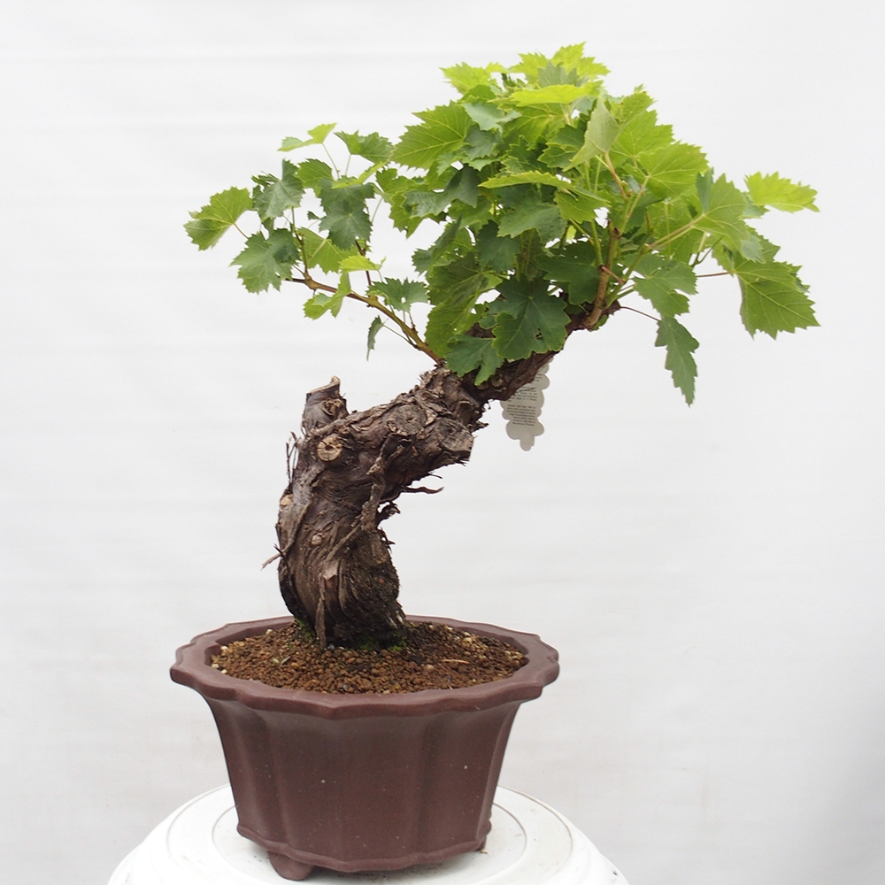 Bonsai de exterior - Vitis vinnifera MUSKAT ITALIA - Enredaderas