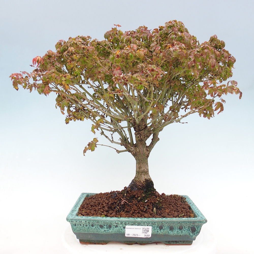 Acer palmatum KIOHIME - Arce palmito