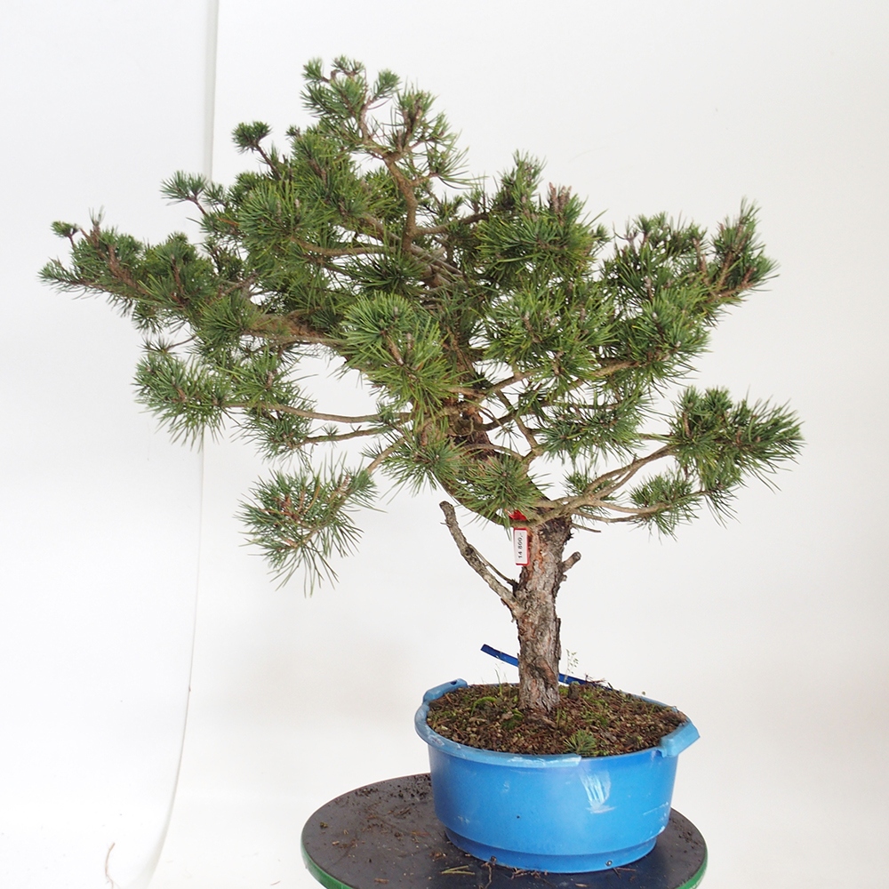 Yamadori - Pinus sylvestris España