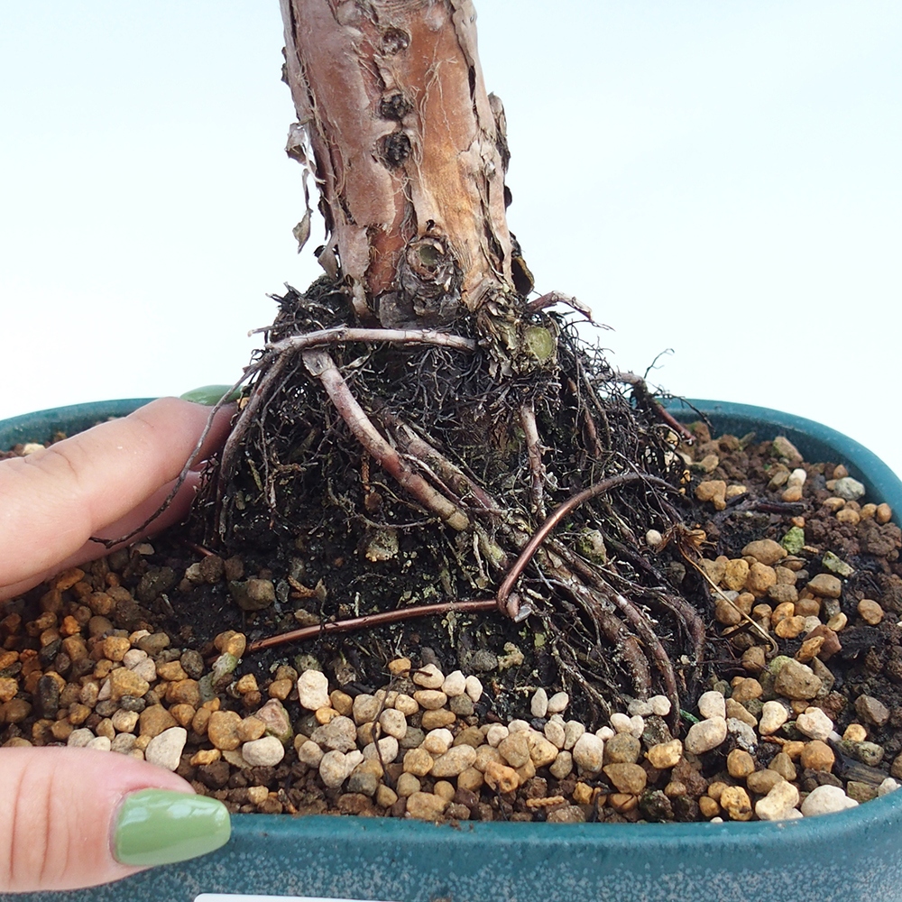 Bonsái de exterior - Juniperus chinensis Kishu